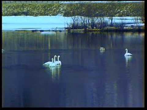 LOVE and ALONENESS (OSHO Meditation Minutes)