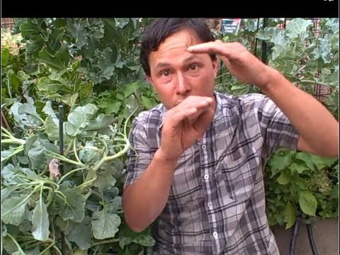 Can Oxalates in Leafy Greens, Smoothies & Juices Devastate Your Health?