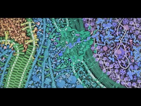 08.01 The Cell Is Not a Machine – Beyond Networks: The Evolution of Living Systems